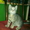 2х котят в добрые руки - Изображение #3, Объявление #81401