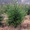Новогодние елки (сосны) живые (крупным и мелким оптом) - Изображение #2, Объявление #109249