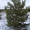 Новогодние елки (сосны) живые (крупным и мелким оптом) - Изображение #3, Объявление #109249