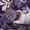 котята скоттиш-фолд - Изображение #6, Объявление #143726