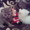 котята скоттиш-фолд - Изображение #8, Объявление #143726