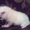 котята скоттиш-фолд - Изображение #7, Объявление #143726