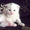 котята скоттиш-фолд - Изображение #11, Объявление #143726