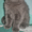 Продаю котят скоттиш-фолд и скоттиш-страйт. - Изображение #1, Объявление #138551