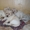 Чудесные щенки лабрадора - Изображение #2, Объявление #166128
