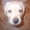 Чудесные щенки лабрадора - Изображение #3, Объявление #166128
