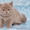 котята скоттиш-страйт лиловые - Изображение #1, Объявление #173534