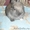 Кролики карликовые - Изображение #2, Объявление #178835