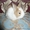 Кролики карликовые - Изображение #4, Объявление #178835