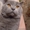 Красавец кот Адик породы скоттиш страйт приглпшает кошечек фолд и страйт на вязк #170597