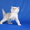 Британские короткошерстные котята (Серебристая шиншилла с изумрудными глазками) - Изображение #2, Объявление #189100