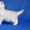 Британские короткошерстные котята (Серебристая шиншилла с изумрудными глазками) - Изображение #3, Объявление #189100