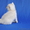 Британские короткошерстные котята (Серебристая шиншилла с изумрудными глазками) - Изображение #4, Объявление #189100