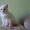 Голубоглазые котята - Изображение #2, Объявление #229463