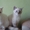 Голубоглазые котята - Изображение #3, Объявление #229463