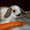 Декоративные вислоухии кролики - Изображение #1, Объявление #242374