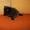 котята скоттиш-страйт ждут любвиобильных хозяев - Изображение #1, Объявление #245714