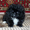 Щенок пекинеса пуховый с родословной РКФ,  миниатюрный. #269592