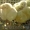 Продажа гусят,утят,цыплят в Нижегородской обл - Изображение #2, Объявление #252551