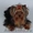 Продаю очаровательных щенков йоркширского терьера - Изображение #4, Объявление #254943