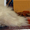 Щенок пекинеса пуховый с родословной РКФ. #267356