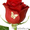 "Говорящие цветы",надписи на цветах - Изображение #4, Объявление #291539