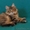 Продется клубный котенок породы МЕЙН-КУН - Изображение #1, Объявление #260308