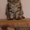 Продется клубный котенок породы МЕЙН-КУН - Изображение #2, Объявление #260308