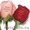 "Говорящие цветы",надписи на цветах - Изображение #1, Объявление #291539