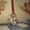 Продажа самых красивых щенков Чихуахуа - Изображение #1, Объявление #297015