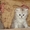 Продам британского котенка и шиншилл персидских - Изображение #2, Объявление #330797