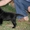 Продажа чёрных щенков лабрадора-ретривера - Изображение #1, Объявление #314219