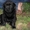 Продажа чёрных щенков лабрадора-ретривера - Изображение #2, Объявление #314219