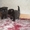 скоттиш-фолд котята  - Изображение #3, Объявление #322012
