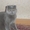 скоттиш-фолд котята  - Изображение #5, Объявление #322012