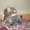 скоттиш-фолд котята  - Изображение #2, Объявление #322012
