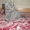 скоттиш-фолд котята  - Изображение #4, Объявление #322012
