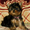 красивые щенки йоркширского терьера - Изображение #3, Объявление #408248