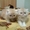 Персидских котят - Изображение #3, Объявление #300625