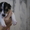Джек рассел терьер (собака Маскa) - Изображение #1, Объявление #446540