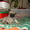 Продаются очаровательные щенки мопса - Изображение #5, Объявление #447231