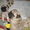Продаются очаровательные щенки мопса - Изображение #6, Объявление #447231