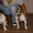 Джек рассел терьер (собака Маскa) - Изображение #3, Объявление #446540