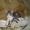 Котик в добрые руки - Изображение #2, Объявление #427948