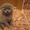 Продаются плюшевые котята породы скоттиш - фолд. - Изображение #3, Объявление #485742