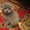 Продаются плюшевые котята породы скоттиш - фолд. - Изображение #4, Объявление #485742