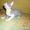 Котик донского сфинкса - Изображение #1, Объявление #515355