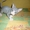 Котик донского сфинкса - Изображение #2, Объявление #515355