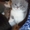 Котята Хайленд-фолд - Изображение #1, Объявление #502428