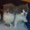 Котята Хайленд-фолд - Изображение #3, Объявление #502428